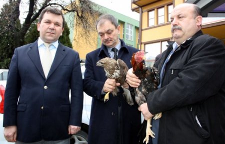 Avcıların Yaraladığı Şahinler Tedavi İçin Bursa’da