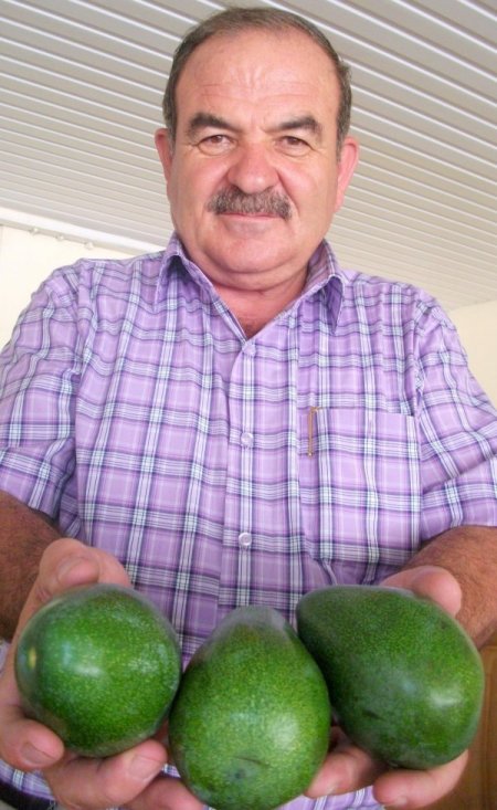 Avokado Türk mutfağında yer edindi, artık 8 çeşit yemeği yapılıyor