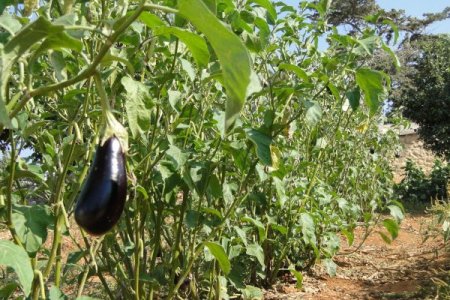 Avrupalı Turistler, Gerçek Farmville'yi Kktc'de Buldu