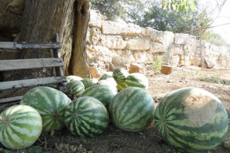 Avrupalı Turistler, Gerçek Farmville'yi Kktc'de Buldu