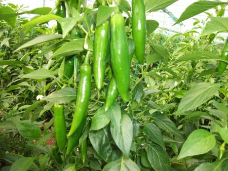 Avrupa'nın jelebonu Antalya'da siparişle üretiliyor