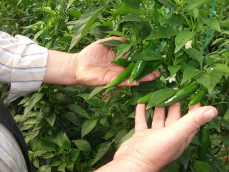 Avrupa'nın jelebonu Antalya'da siparişle üretiliyor