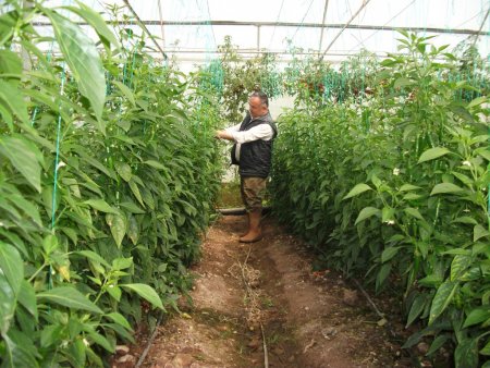 Avrupa'nın jelebonu Antalya'da siparişle üretiliyor