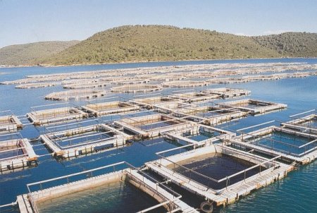 Avrupa’ya Çupra Ve Levrek Türkiye'den Gidiyor