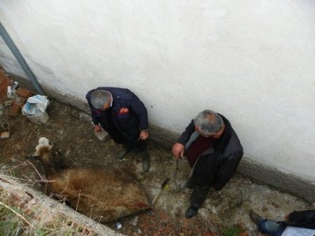 Ayağı kayan inek, evin bahçesine düştü