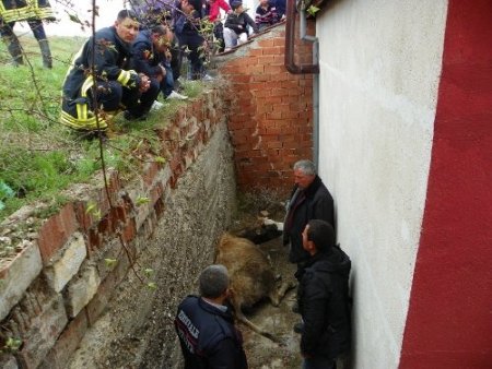 Ayağı kayan inek, evin bahçesine düştü