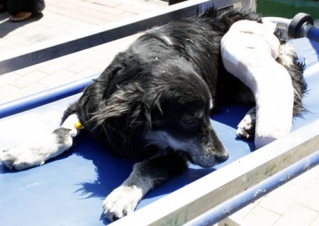 Ayağı Kırılan Sokak Köpeği Ameliyat Edildi