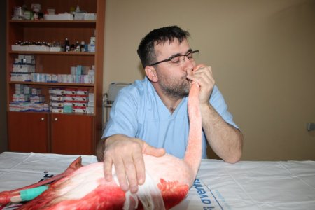 Ayağında parçalı kırık olan flamingo, Bursa'da tedavi edilecek