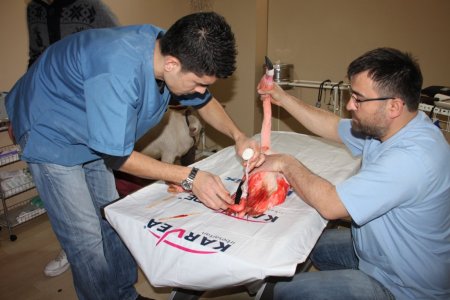 Ayağında parçalı kırık olan flamingo, Bursa'da tedavi edilecek