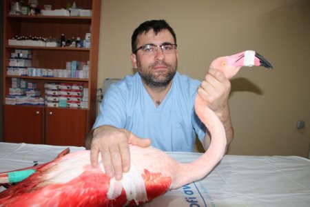 Ayağında parçalı kırık olan flamingo, Bursa'da tedavi edilecek