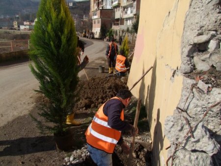 Ayancık'ta 6 Bin 500 Ağaç Fidanı Toprakla Buluşuyor