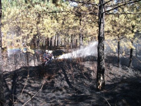 Ayazağa’daki Orman Yangını Söndürüldü