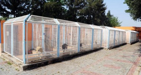 Aydın Belediyesi Sokak Hayvanlarını Kısırlaştırma Aşılama Yapıyor