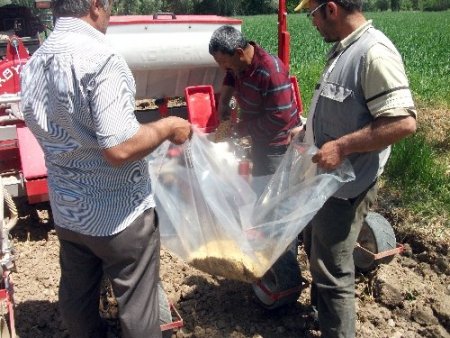 Aydıncık'ta soya fasulyesi üretilecek
