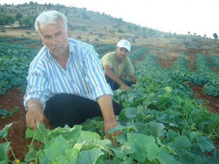 Aydınkavaklı Çiftçiler Ürettiği Salatalığı Maliyetin Altında Satıyor