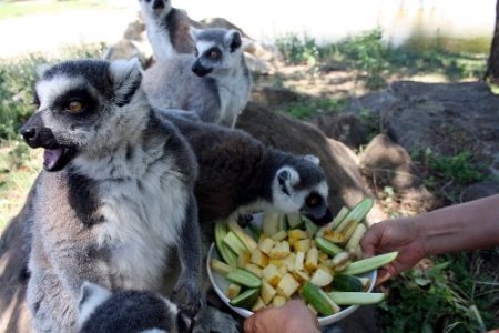 Ayılar karpuz, lemurlar meyve salatası ile serinliyor