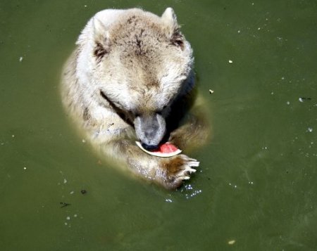 Ayılar karpuz, lemurlar meyve salatası ile serinliyor