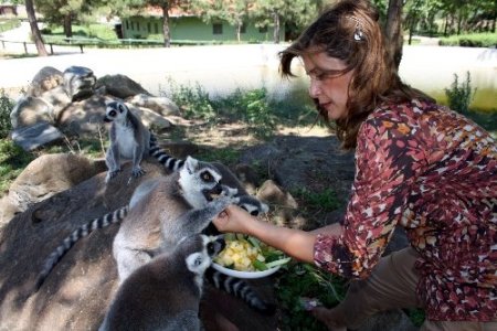 Ayılar karpuz, lemurlar meyve salatası ile serinliyor