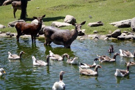 Ayılar karpuz, lemurlar meyve salatası ile serinliyor