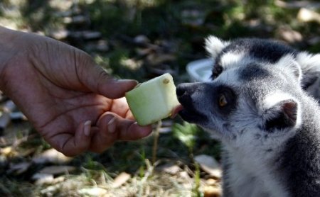 Ayılar karpuz, lemurlar meyve salatası ile serinliyor