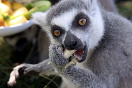 Ayılar karpuz, lemurlar meyve salatası ile serinliyor