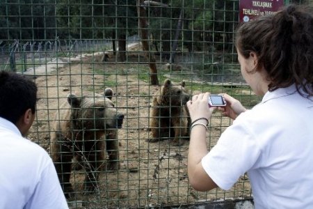 Ayıların yiyecekleri için soğuk hava deposu