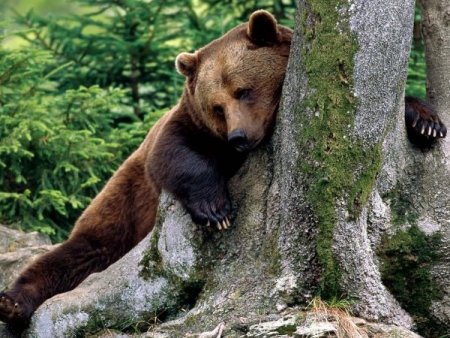 Ayısavar sistemi de fayda etmedi: Bir kişi daha ayı saldırısında öldü