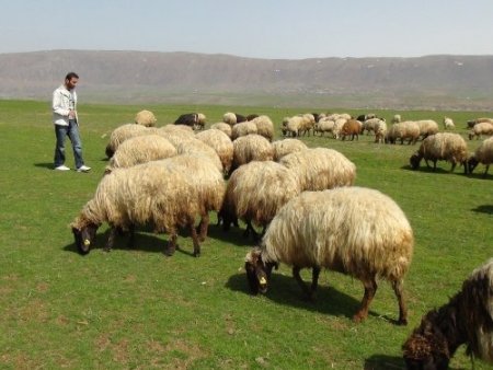 Aylık 3 bin 500 liraya çoban bulamayan besiciler çobanlık yapmaya başladı