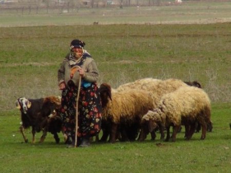 Aylık 3 bin 500 liraya çoban bulamayan besiciler çobanlık yapmaya başladı
