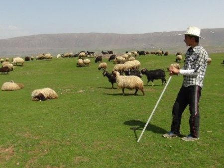 Aylık 3 bin 500 liraya çoban bulamayan besiciler çobanlık yapmaya başladı