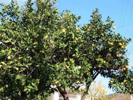 Aynı Dalda Portakal, Limon Ve Greyfurdu Görenler Şaşkınlığını Gizleyemiyor