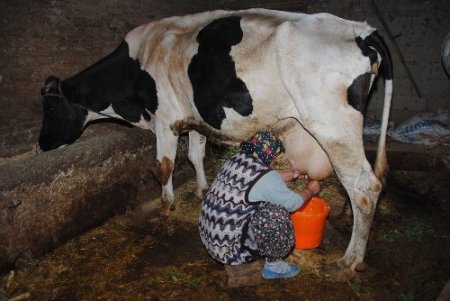 Az hayvanla yapılan süt sığırcılığı süt maliyetini artırıyor
