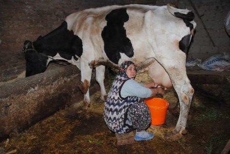 Az hayvanla yapılan süt sığırcılığı süt maliyetini artırıyor