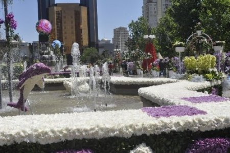 Azerbaycan'da Gül Bayramı ve Aliyev'in doğum günü kutlanıyor