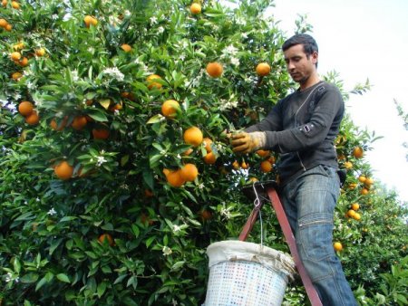 Badak: Desteklemelerle Antalya'yı Turunç Yetiştiriciliğinde Marka Yapacağız
