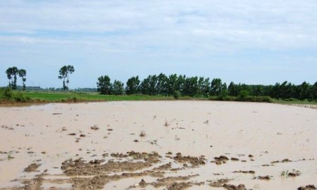 Bafra Ovası'nda 5 Milyon Fide, Yağmur Yüzünden Ekilemedi