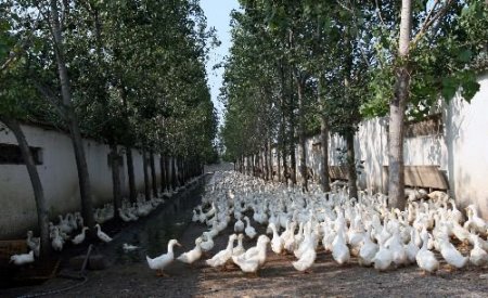 Bafra Ovası'nda Soya Üretimi Yüz Güldürdü