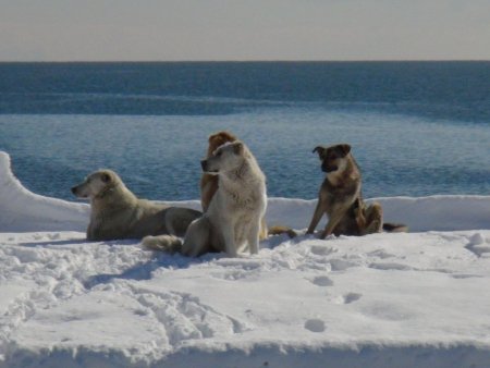 Baharı bekleyen Bitlisliler güne karla uyandı