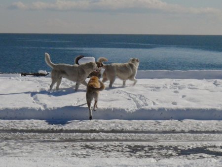 Baharı bekleyen Bitlisliler güne karla uyandı