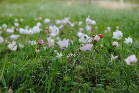 Baharın müjdecisi dağ laleleri yüzünü gösterdi