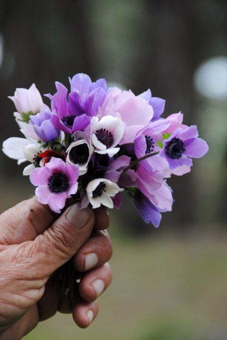 Baharın müjdecisi dağ laleleri yüzünü gösterdi