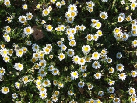 Baharın müjdecisi kır çiçekleri açtı