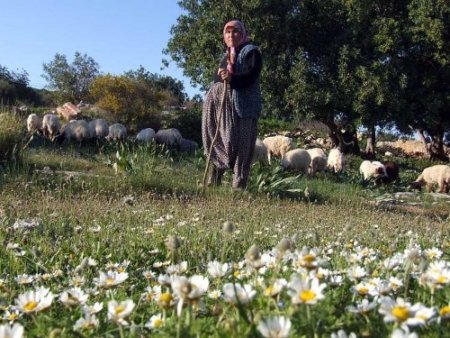 Baharın müjdecisi kır çiçekleri açtı