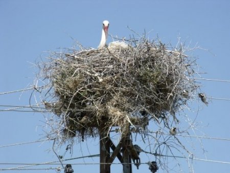 Baharın müjdecisi leylekler, ovalara indi