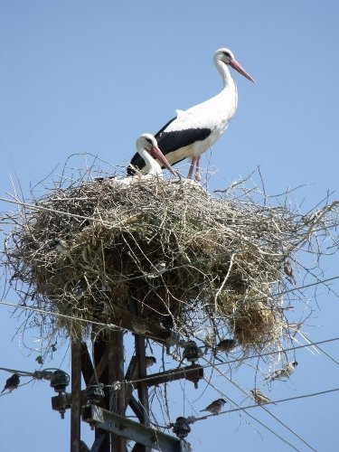 Baharın müjdecisi leylekler, ovalara indi