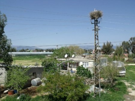 Baharın müjdecisi leylekler, ovalara indi