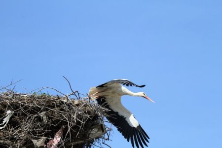 Baharın müjdecisi leylekler gelmeye başladı