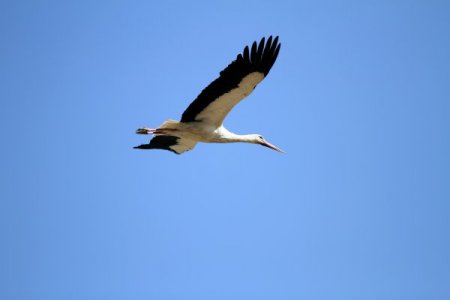 Baharın müjdecisi leylekler gelmeye başladı