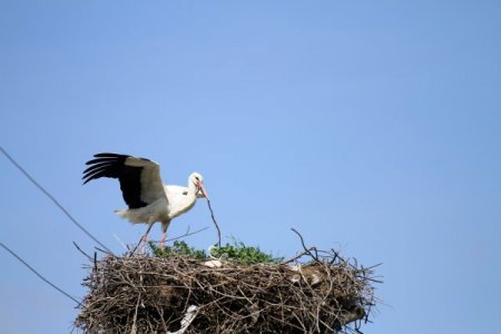 Baharın müjdecisi leylekler gelmeye başladı
