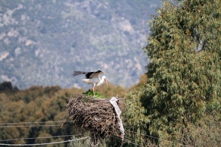 Baharın müjdecisi leylekler gelmeye başladı